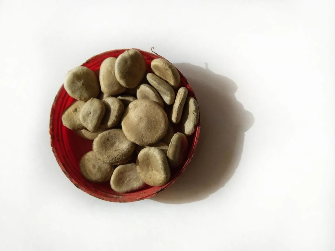 Kuchala Seed (Strychnos nux-vomica) used in Joint Pain Relieve Oil